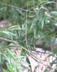 Chalcolestes viridis