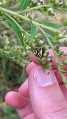 Calligrapha californica