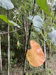 Croton