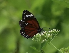 Danaus affinis