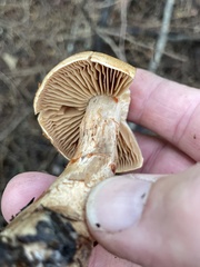Cortinarius armillatus
