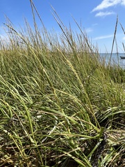 Sporobolus alterniflorus