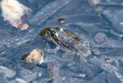 Pelophylax kurtmuelleri