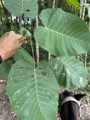 Croton