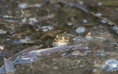 Pelophylax kurtmuelleri