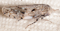 Menosoma cinctum