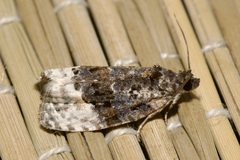 Apotomis betuletana