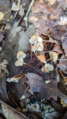 Marasmius pulcherripes