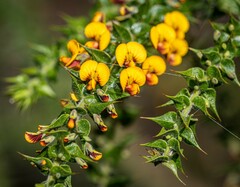 Daviesia umbellulata