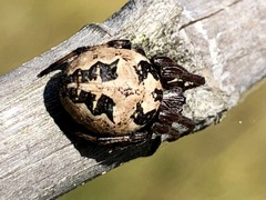Larinioides cornutus
