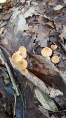 Marasmius pulcherripes
