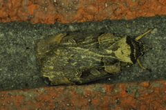 Pseudohermonassa bicarnea