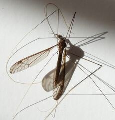 Brachypremna williamsoni