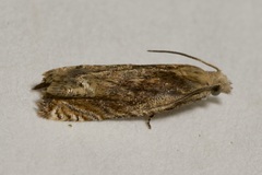 Eucosma