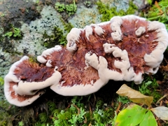 Hydnellum concrescens