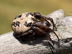 Larinioides cornutus