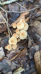 Marasmius pulcherripes