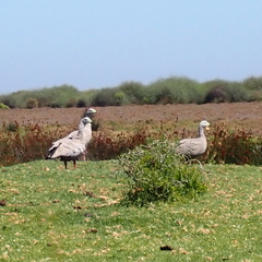 Cereopsis novaehollandiae