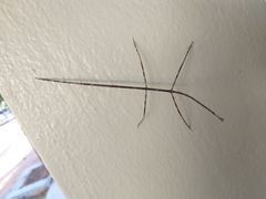 Cladoxerini