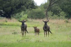 Connochaetes taurinus