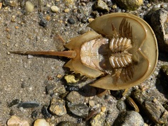Limulus polyphemus