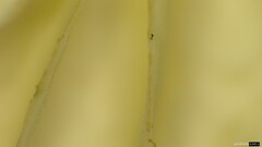 Marasmius pulcherripes