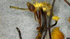 Marasmius pulcherripes
