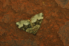 Euphyia intermediata