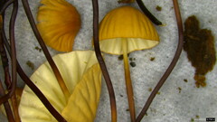 Marasmius pulcherripes