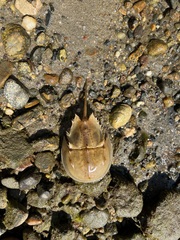 Limulus polyphemus