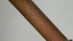 Marasmius pulcherripes