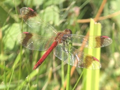 Sympetrum pedemontanum