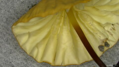 Marasmius pulcherripes