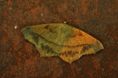 Prochoerodes lineola