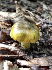 Tricholoma equestre