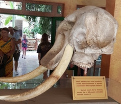 Elephantidae