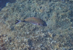 Diplodus sargus