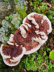 Hydnellum concrescens