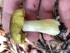 Tricholoma equestre