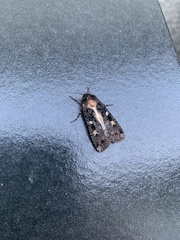Actebia fennica