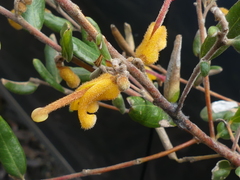 Grevillea chrysophaea