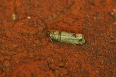 Notocelia culminana