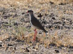 Vanellus coronatus