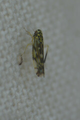 Eupteryx urticae