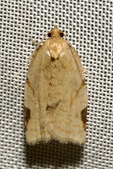 Paramesia gnomana
