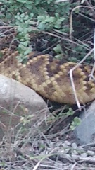 Crotalus