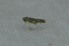 Eupteryx urticae