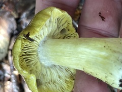 Tricholoma equestre