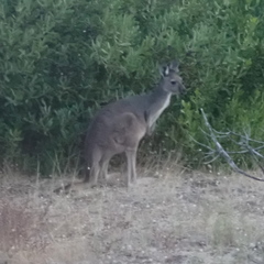 Macropus fuliginosus