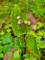 Maianthemum canadense
